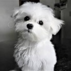 maltsk� �t��ata