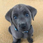 Kr�sn� �t���tka labradora