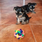 Kr�sn� �t���tka jorkshire