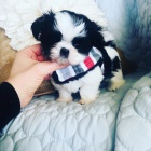 Kr�sn� �t���tka Shih-tzu