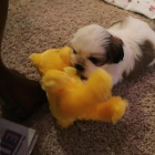 Kr�sn� �t���tka Shih-tzu