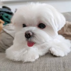 Kr�sn� �t���tka malt�tina