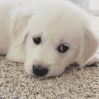 roztomil� �t���tka zlat�ho retr�vra