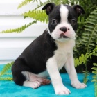 Bostonsk� teri�r s PP