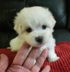 Maltsk� miniaturn� �t��ata s PP