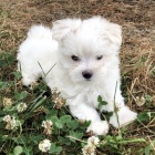 Maltsk� miniaturn� �t��ata s PP