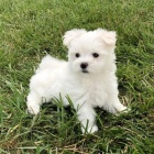 Maltsk� miniaturn� �t��ata s PP