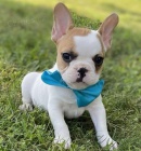 Francouzky Buldo�ky