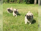 Mops�k �t��ata