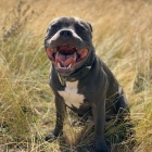 Nab�z�m staforda ke kryt�