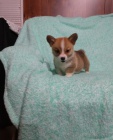 Welsh Pembroke corgi tri barevn� t. Byli vychov�ni v na�em dom� spolu se svou matkou a t�tou.
