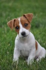 tata Jack Russell Terrier