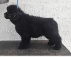 Sladk tata Newfoundlandu k adopci