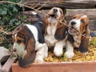 roztomil ttka BASSET HOUND k adopci