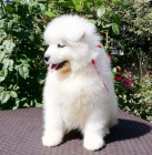 samojed chlupat� �t���tka k adopci