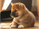 �t��ata Shiba Inus pro nov� domovy k adopci