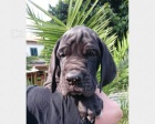 K dispozici jsou �t��ata Great Dane
