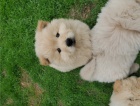 adoptovat �t��ata chow chow 