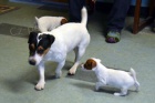 JACK RUSSELL TERIER 