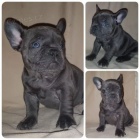 Francouzky Buldo�ky