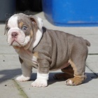 Anglick� buldok �t�n� k dispozici