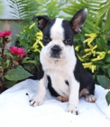 roztomil tn Boston Terrier