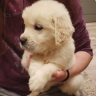 roztomil� �t���tka zlat�ho retr�vra