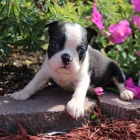 Kr�sn� samec a samice �t��at Bostonsk�ho teri�ra