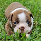 Kr�sn� samec a samice �t��at Bostonsk�ho teri�ra