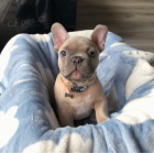 Francouzsk�ho buldo�ka