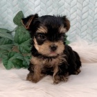 Jork��rsk� teri�r mini