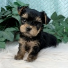 Jork��rsk� teri�r mini