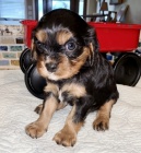 King Charles �pan�l �t��ata