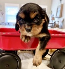 King Charles �pan�l �t��ata