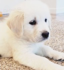 roztomil� �t���tka zlat�ho retr�vra