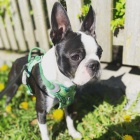 roztomil� �t��ata Bostonsk�ho teri�ra