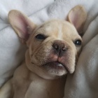 roztomil� �t��ata francouzsk�ho buldo�ka.