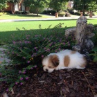 roztomil� shih tzu �t��ata.