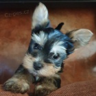 roztomil� �t���tka z jork��rsk�ch hra�ek