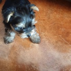 roztomil� �t���tka z jork��rsk�ch hra�ek