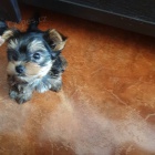 roztomil� �t���tka z jork��rsk�ch hra�ek