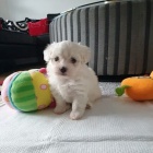 Kr�sn� �t���tka malt�tina