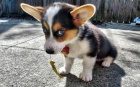 Welsh Pembroke corgi tri barevn� t. Byli vychov�ni v na�em dom� spolu se svou matkou a t�tou. s certifik�tem 5 generace, od�erven� o�kov�n�