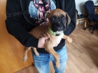 �t��ata boxer� jsou nyn� k dispozici pro adopci