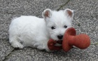 West Highland Terrier mini �t��ata ochotn� m�t nov� domovy