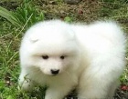 Samci a tata samojed k adopci