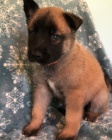 Belgick tata Malinois k adopci