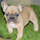 �t��ata Fr. buldoka