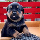 �t��ata rotvajler� na prodej