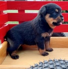 �t��ata rotvajler� na prodej